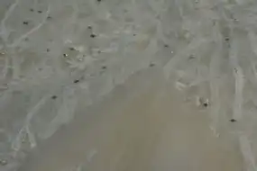 WHITE PEARL EMBOSSED WORKED NET FABRIC