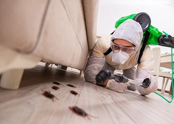 COCKROACH MANAGEMENT SERVICE (GEL BAITING)