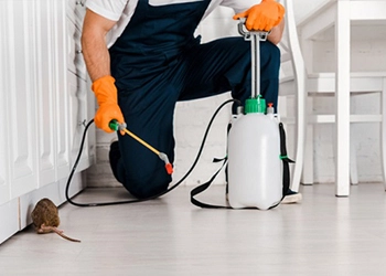 RODENT MANAGEMENT SERVICE (RATS & MICE)